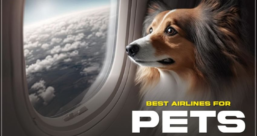 Best Pet Friendly Airlines