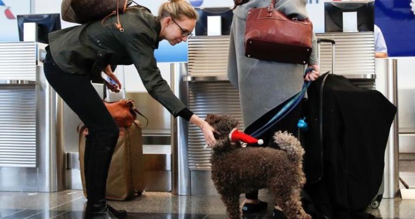 Pet-Friendly Travel Services